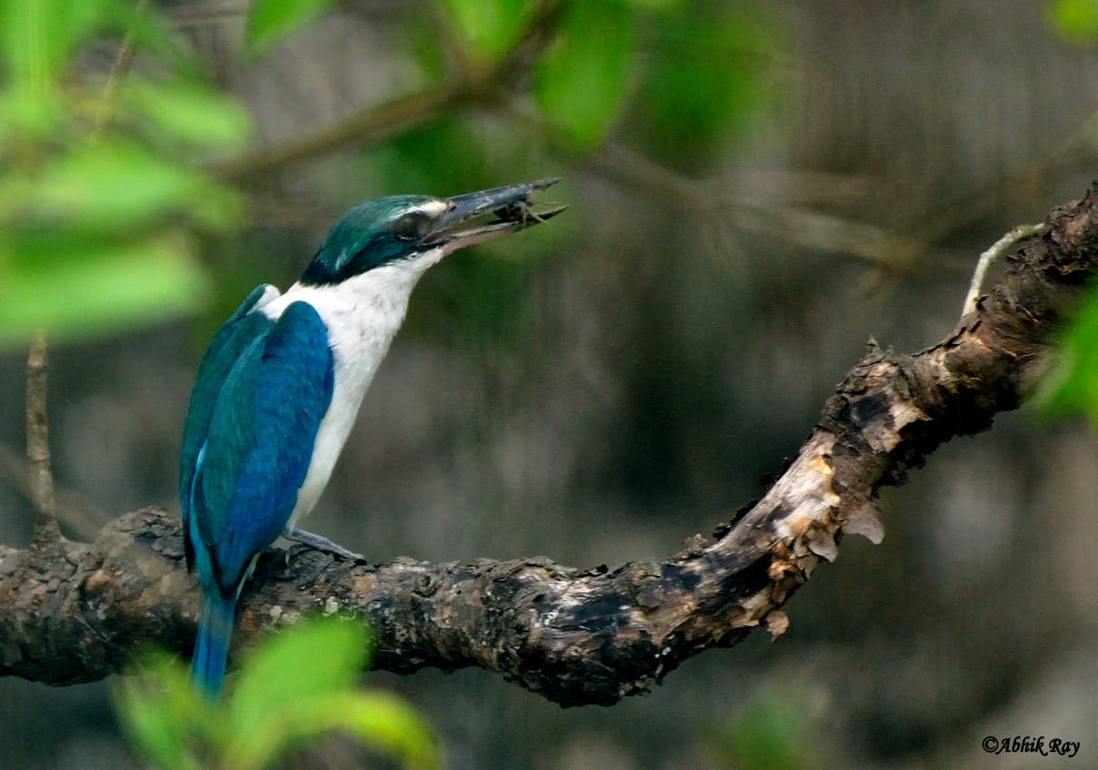 Sundarban